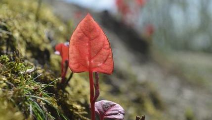 Japanese Knotweed